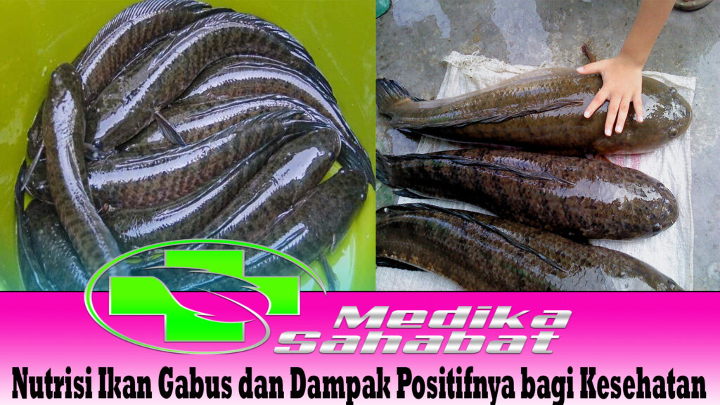 Nutrisi Ikan Gabus dan Dampak Positifnya bagi Kesehatan