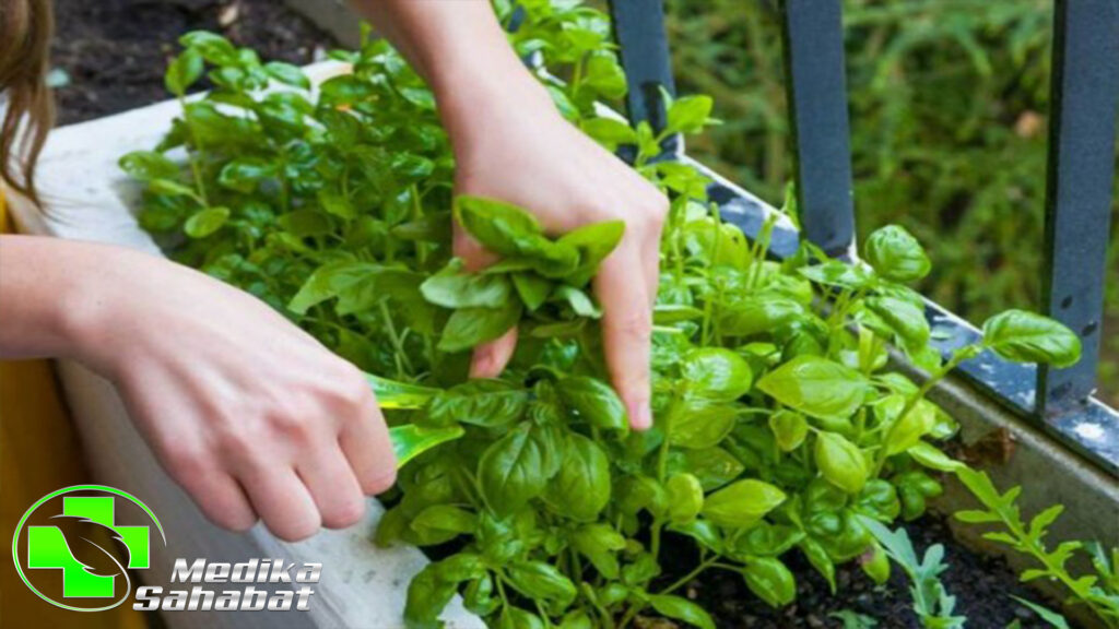 7 Manfaat Basil bagi Kesehatan