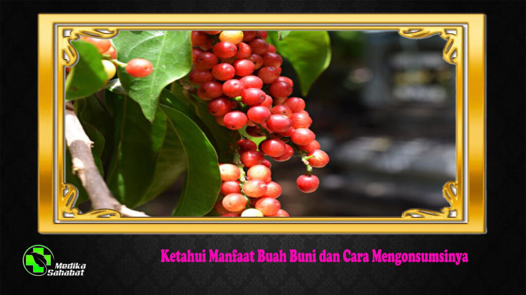 Ketahui Manfaat Buah Buni dan Cara Mengonsumsinya